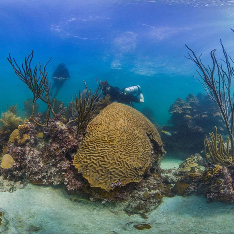 Los arrecifes de coral