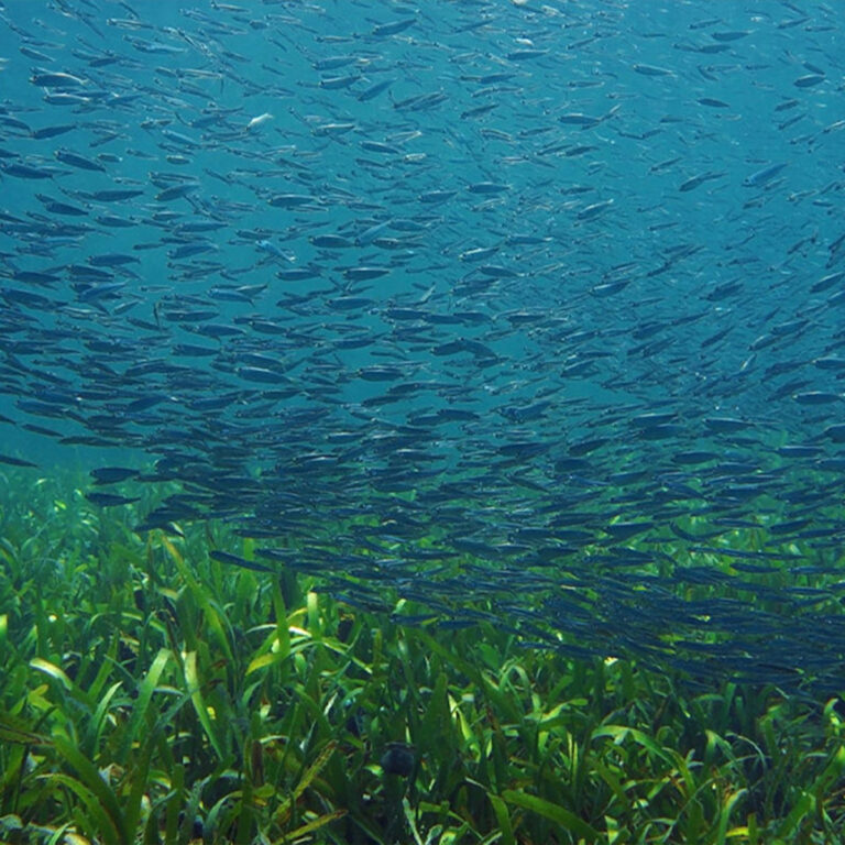 Praderas de pastos marinos